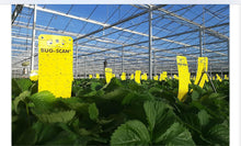 Load image into Gallery viewer, Bug Scan Yellow (aphid)