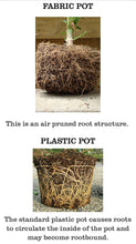 Load image into Gallery viewer, Root Pro 30gallon Fabric Pot